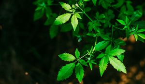 Preview wallpaper leaves, green, carved, twigs, plant, blur