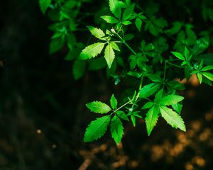 Preview wallpaper leaves, green, carved, twigs, plant, blur