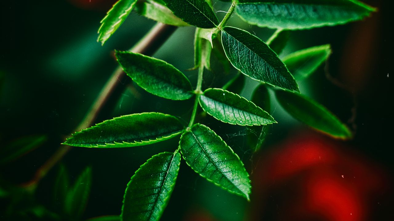 Wallpaper leaves, green, close-up, blur