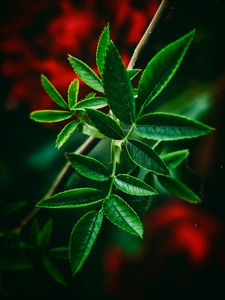 Leaves old mobile, cell phone, smartphone wallpapers hd, desktop backgrounds  240x320, images and pictures