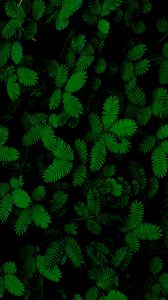 Preview wallpaper leaves, green, closeup, plants