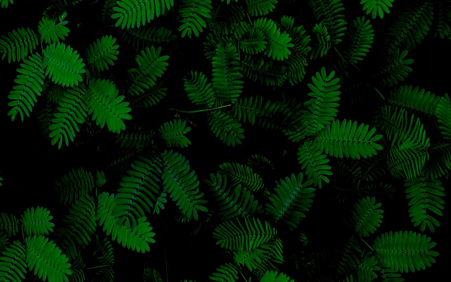 Бэкграунд темно зеленый с кедром