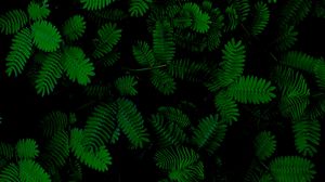 Preview wallpaper leaves, green, closeup, plants