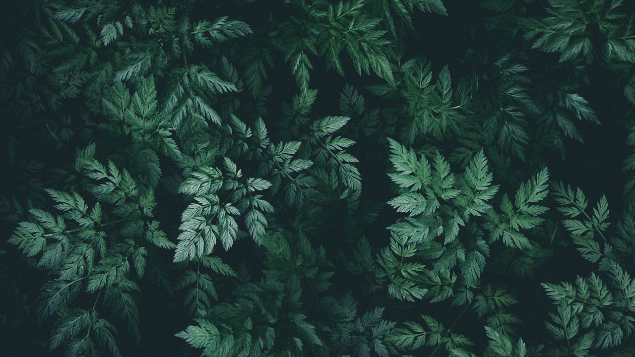 Wallpaper leaves, green, dark, plant