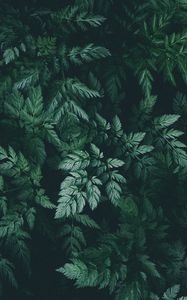 Preview wallpaper leaves, green, dark, plant