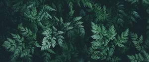 Preview wallpaper leaves, green, dark, plant