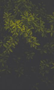 Preview wallpaper leaves, green, dark, plant, gloomy