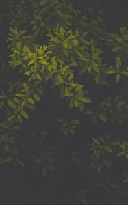 Preview wallpaper leaves, green, dark, plant, gloomy