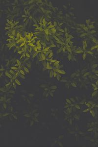 Preview wallpaper leaves, green, dark, plant, gloomy