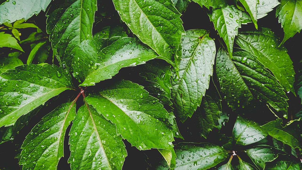 Wallpaper leaves, green, drops, carved, moisture, plant
