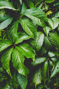 Preview wallpaper leaves, green, drops, carved, moisture, plant