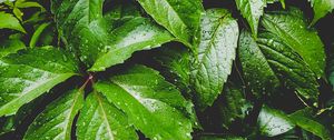 Preview wallpaper leaves, green, drops, carved, moisture, plant