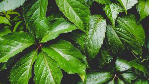 Preview wallpaper leaves, green, drops, carved, moisture, plant
