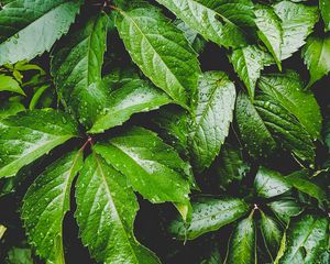 Preview wallpaper leaves, green, drops, carved, moisture, plant