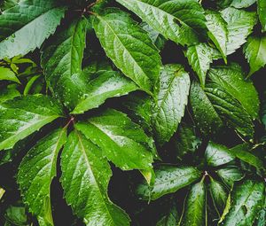 Preview wallpaper leaves, green, drops, carved, moisture, plant