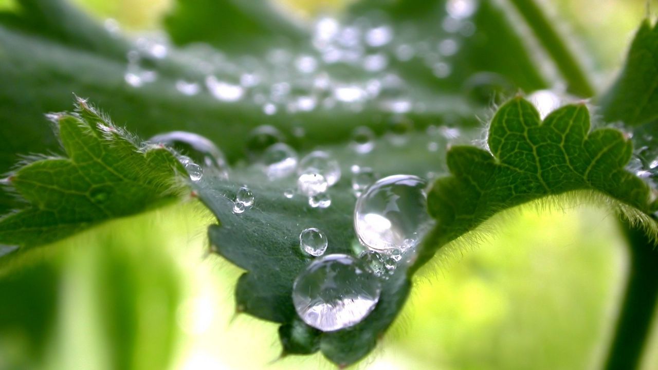 Wallpaper leaves, green, drops, dew, carved
