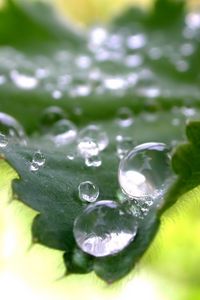 Preview wallpaper leaves, green, drops, dew, carved