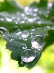 Preview wallpaper leaves, green, drops, dew, carved