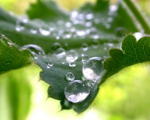 Preview wallpaper leaves, green, drops, dew, carved