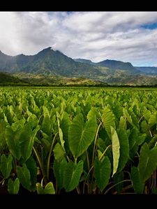 Preview wallpaper leaves, green, field, mountains