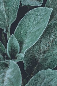 Preview wallpaper leaves, green, fluffy, plant, macro