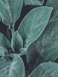 Preview wallpaper leaves, green, fluffy, plant, macro