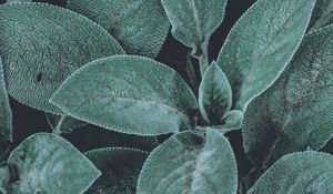 Preview wallpaper leaves, green, fluffy, plant, macro