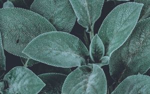 Preview wallpaper leaves, green, fluffy, plant, macro
