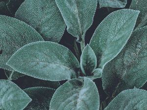 Preview wallpaper leaves, green, fluffy, plant, macro
