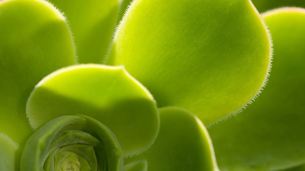 Wallpaper leaves, green, form, plant