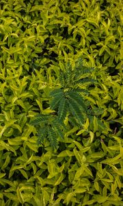 Preview wallpaper leaves, green, grass, shape