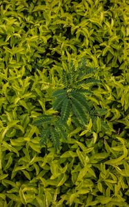 Preview wallpaper leaves, green, grass, shape