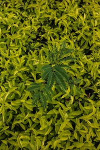 Preview wallpaper leaves, green, grass, shape