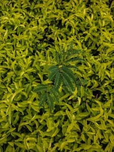Preview wallpaper leaves, green, grass, shape