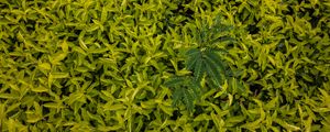 Preview wallpaper leaves, green, grass, shape