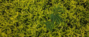 Preview wallpaper leaves, green, grass, shape