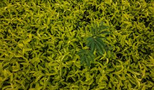 Preview wallpaper leaves, green, grass, shape