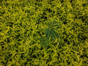 Preview wallpaper leaves, green, grass, shape