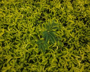 Preview wallpaper leaves, green, grass, shape