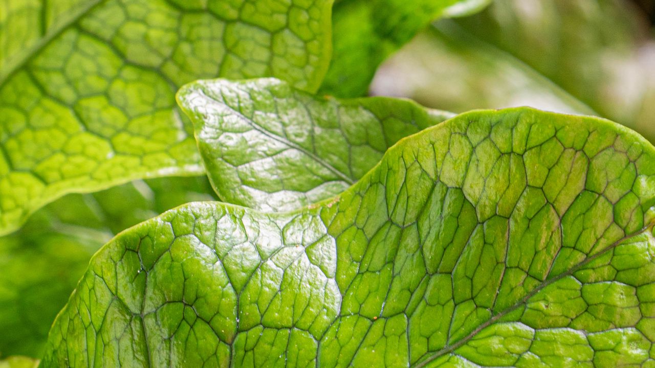 Wallpaper leaves, green, highlights, macro