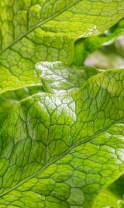 Preview wallpaper leaves, green, highlights, macro