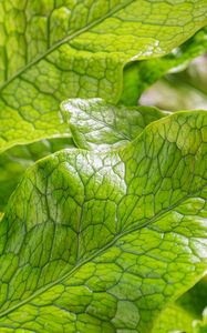 Preview wallpaper leaves, green, highlights, macro