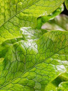 Preview wallpaper leaves, green, highlights, macro
