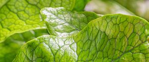 Preview wallpaper leaves, green, highlights, macro