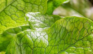 Preview wallpaper leaves, green, highlights, macro