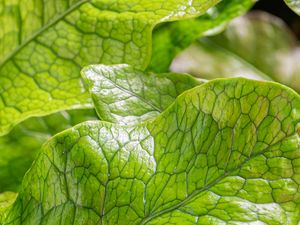 Preview wallpaper leaves, green, highlights, macro