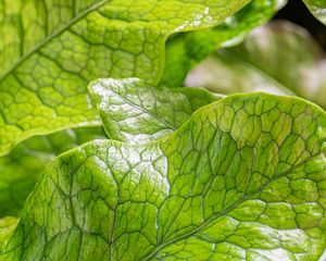 Preview wallpaper leaves, green, highlights, macro