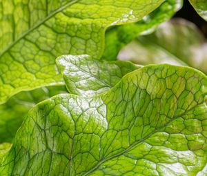 Preview wallpaper leaves, green, highlights, macro