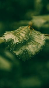 Preview wallpaper leaves, green, macro, closeup, plant