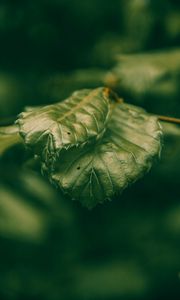 Preview wallpaper leaves, green, macro, closeup, plant